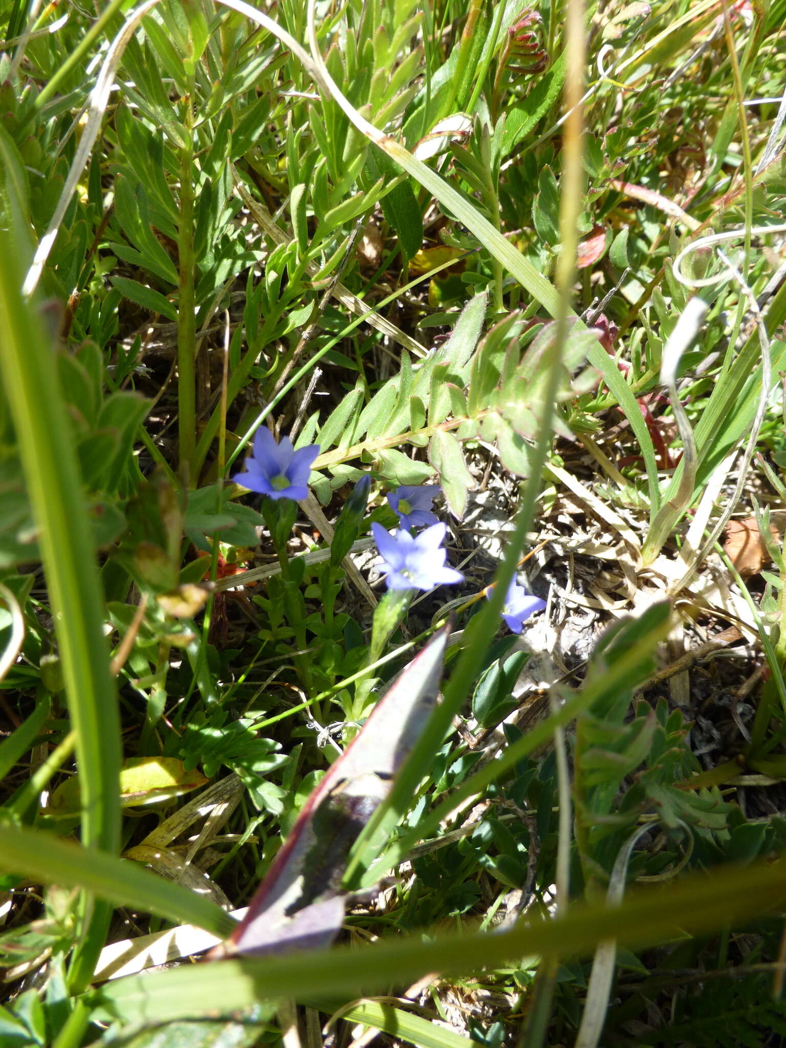 Plancia ëd Gentiana prostrata Haenke