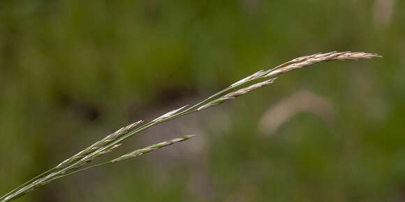 Image of Glyceria australis C. E. Hubb.