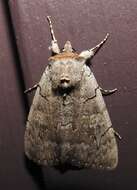 Image of Pink Underwing