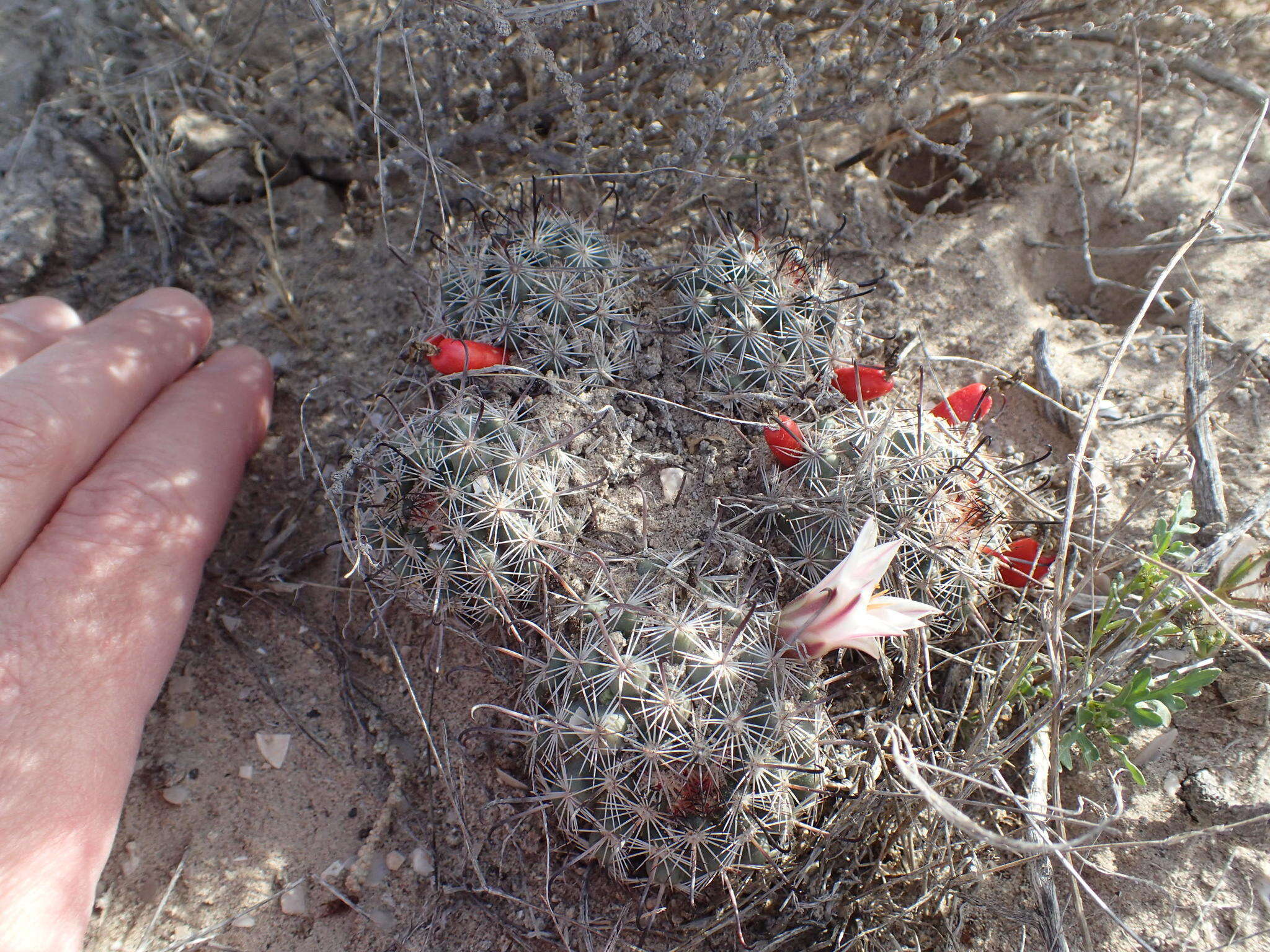 Image of Mammillaria hutchisoniana subsp. hutchisoniana