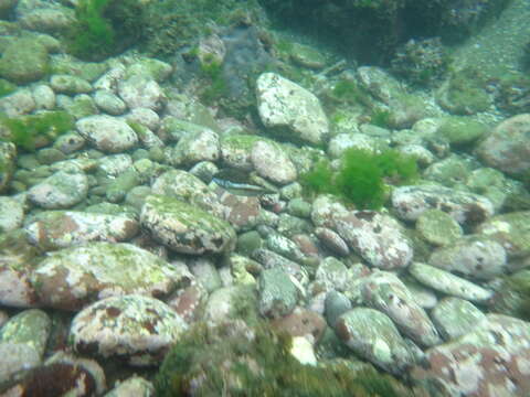 Image of Brown-lined Puffer