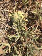 Image of Desert Vines