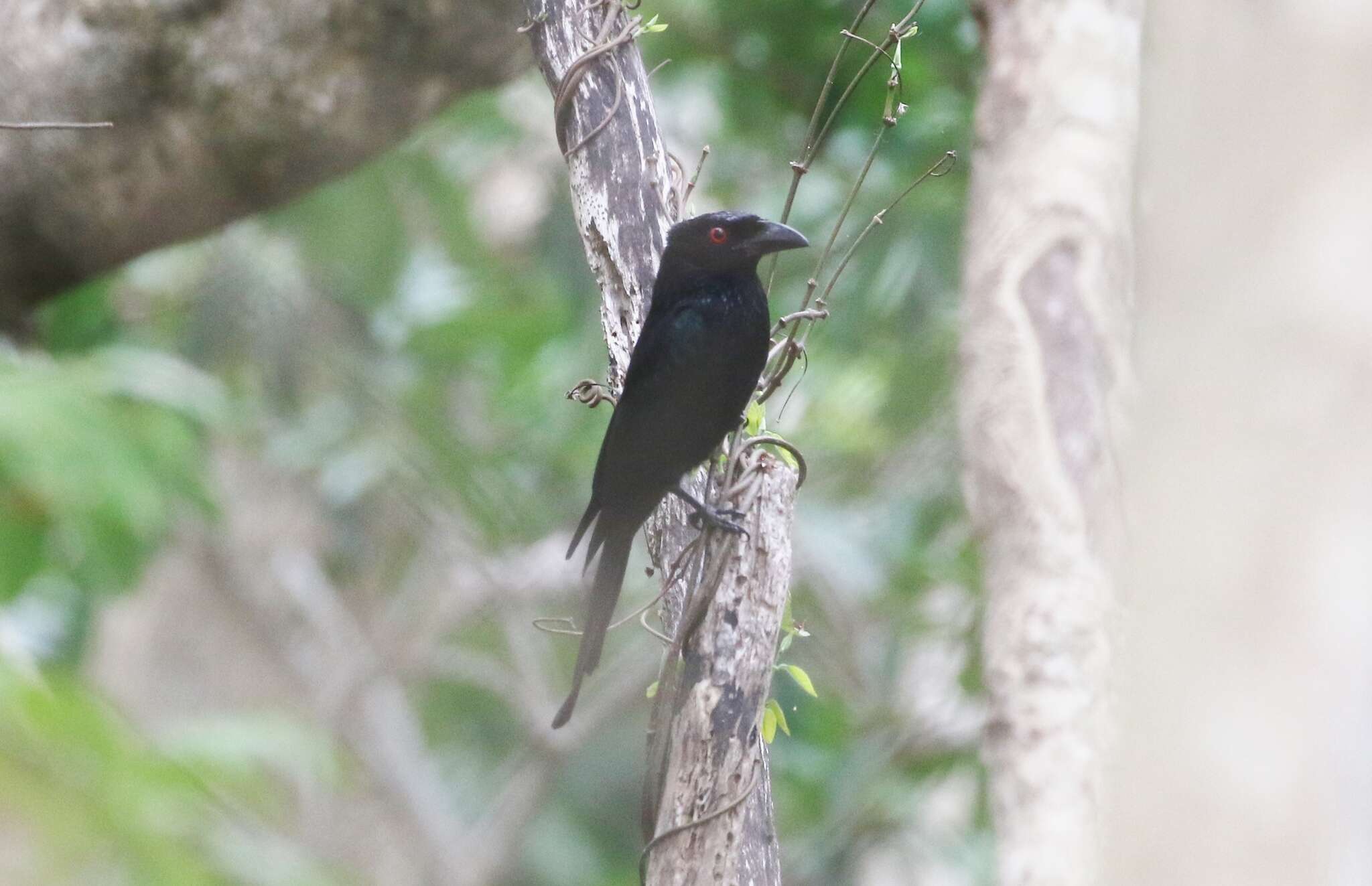 Image of Spangled Drongo