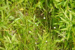 Imagem de Stellaria graminea L.