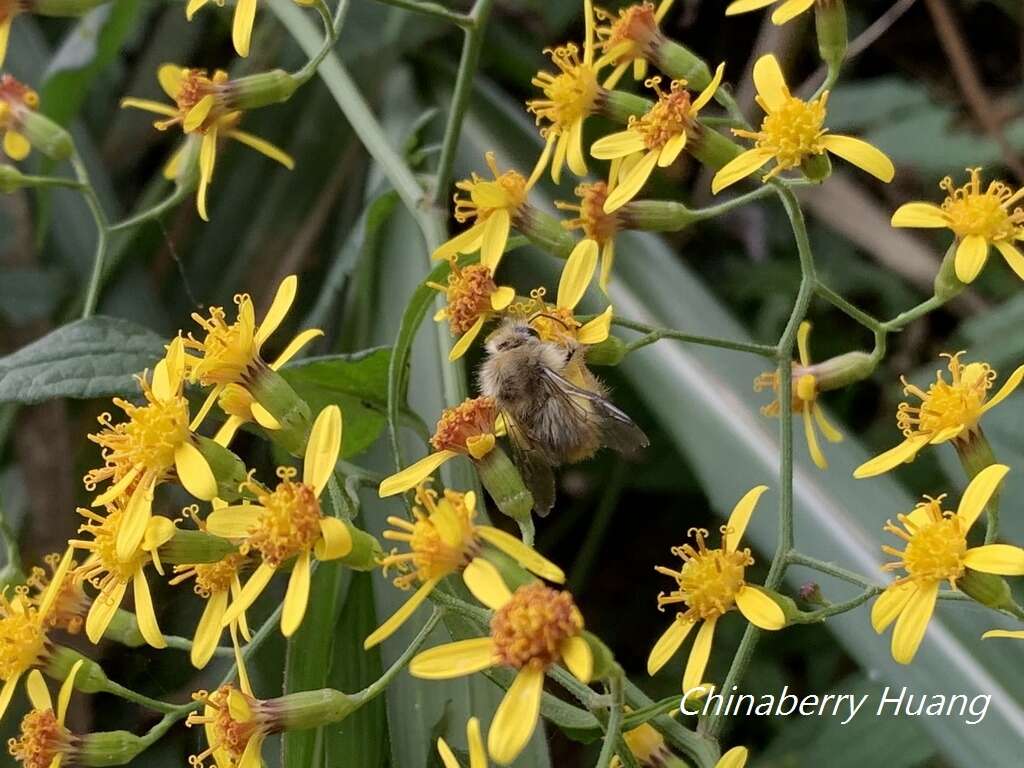 Plancia ëd Bombus sonani (Frison 1934)