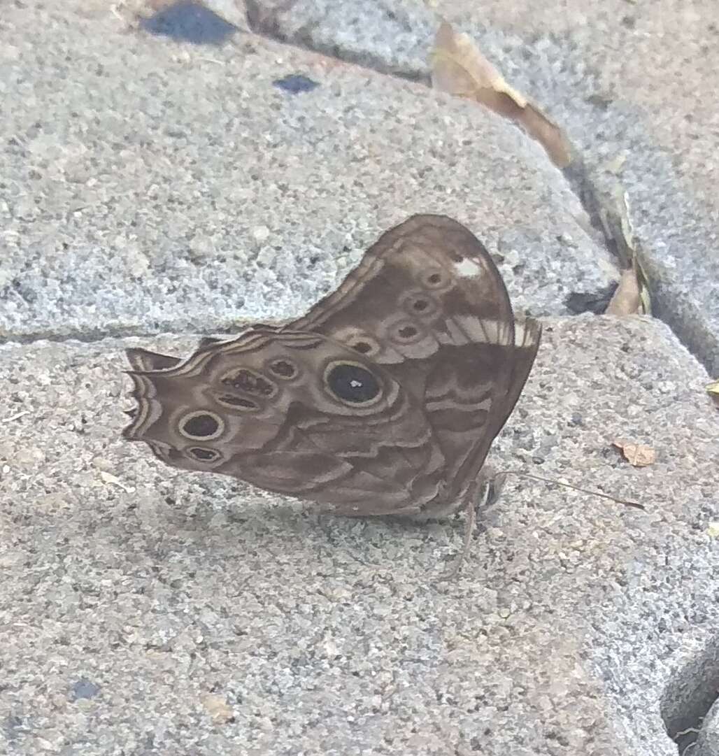 Image of Common Tree Brown