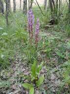 Image of Dactylorhiza elata subsp. sesquipedalis (Willd.) Soó