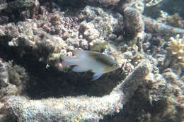 Image of Black-vent damsel