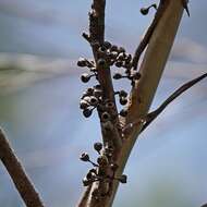 Image of river peppermint gum