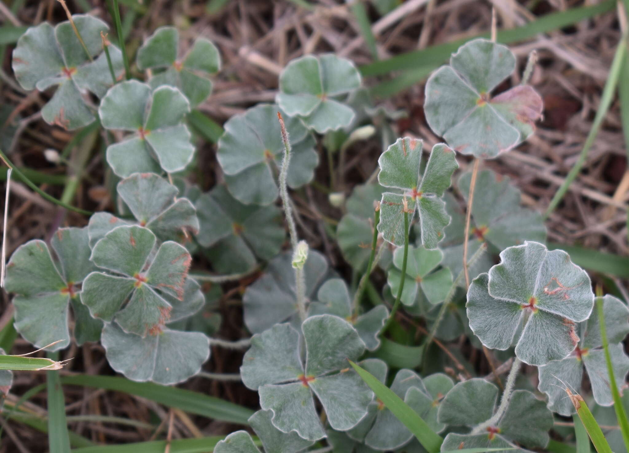 Plancia ëd Marsilea macropoda Engelm. ex A. Br.