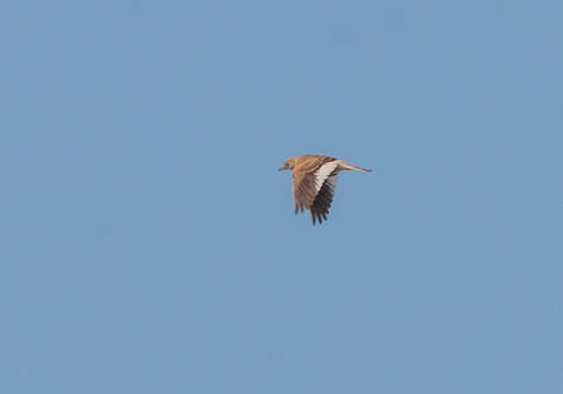 Image of White-winged Lark