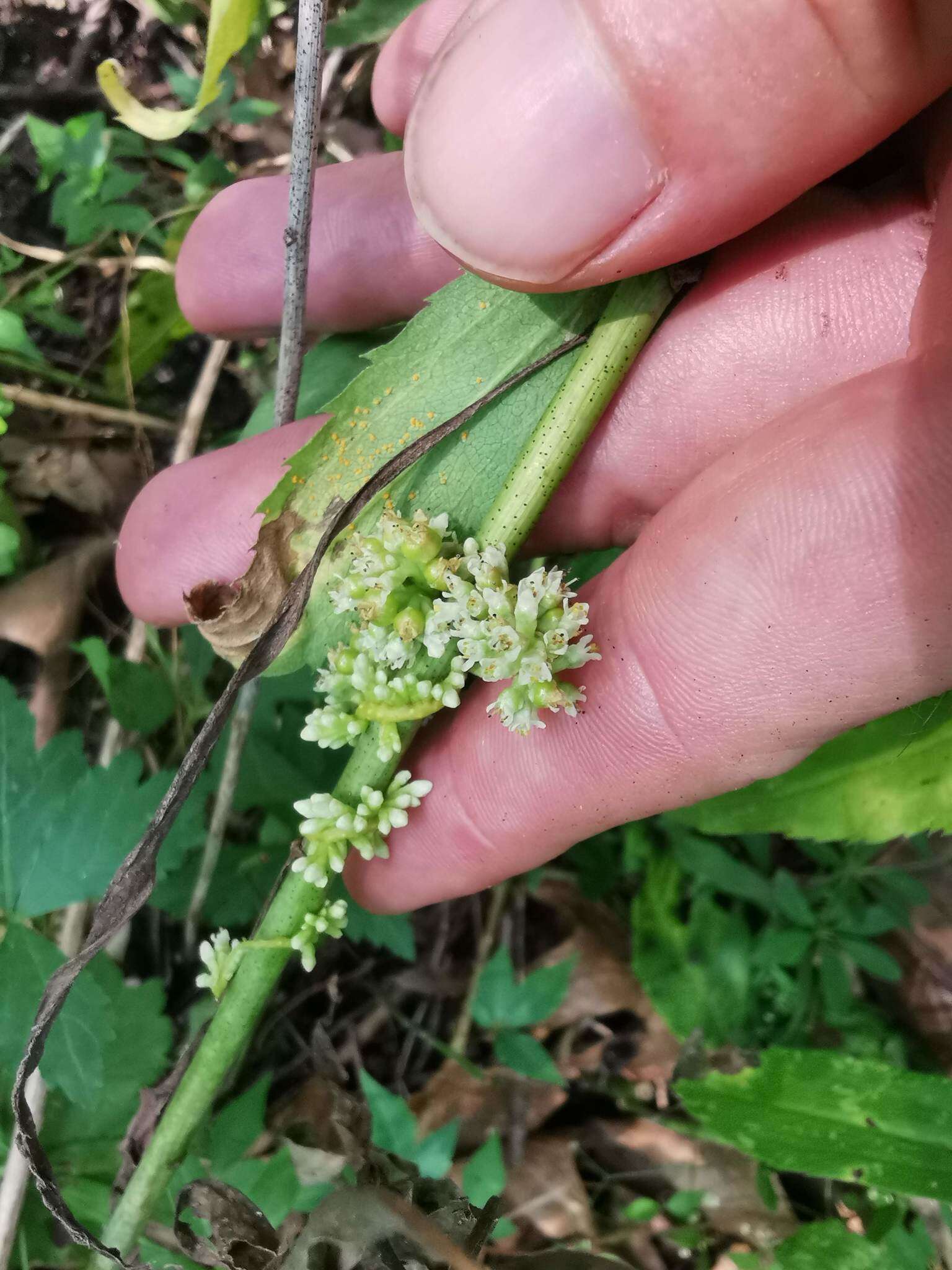 Image of buttonbush dodder