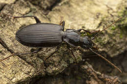 Image of Platynus (Platynus) decentis (Say 1823)