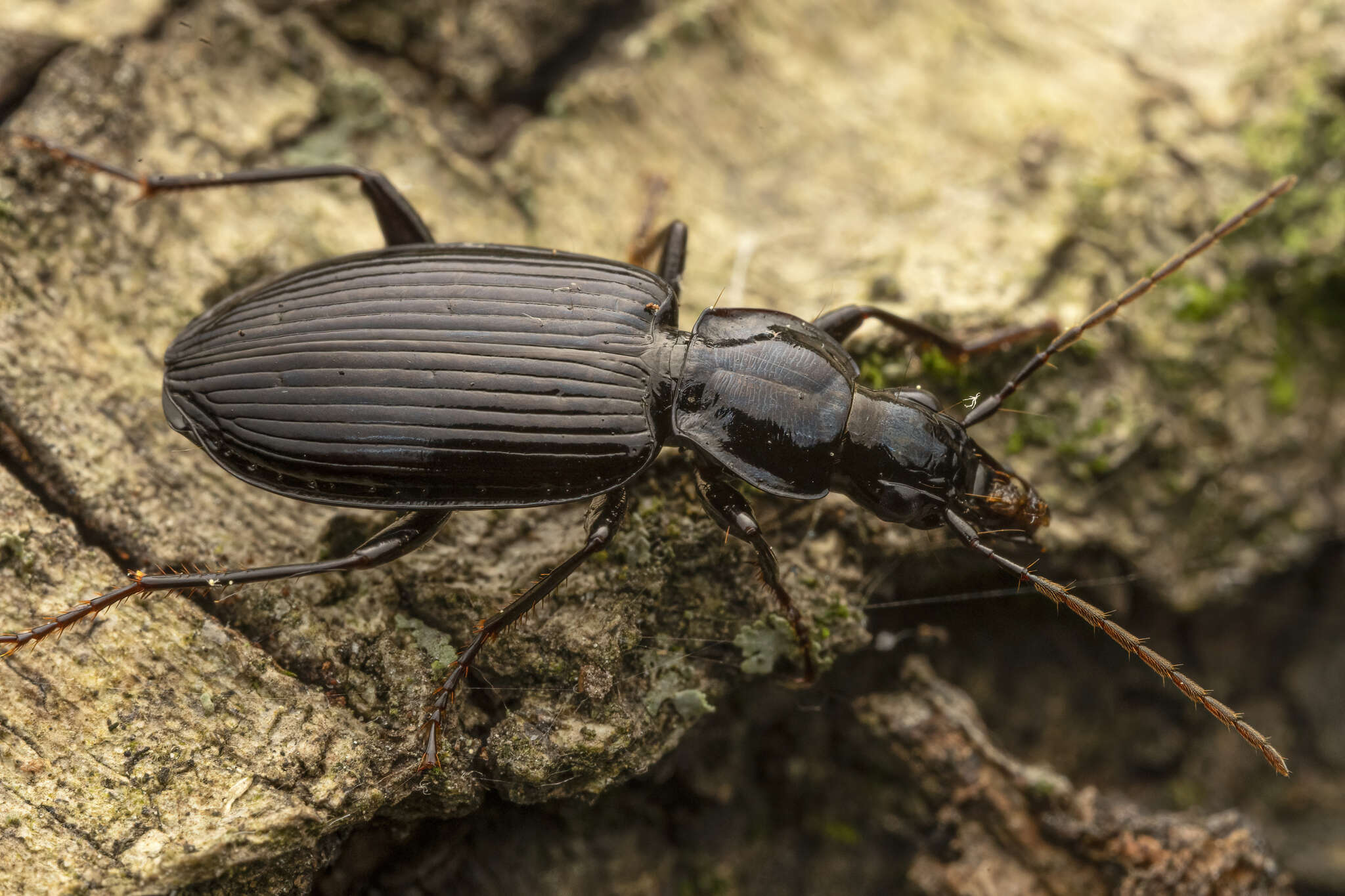 Image de Platynus (Platynus) decentis (Say 1823)