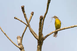 Слика од Emberiza cabanisi (Reichenow 1875)