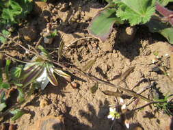 Image de Heliophila diffusa var. diffusa