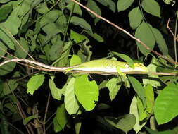 Image of Boulenger's Bush Anole