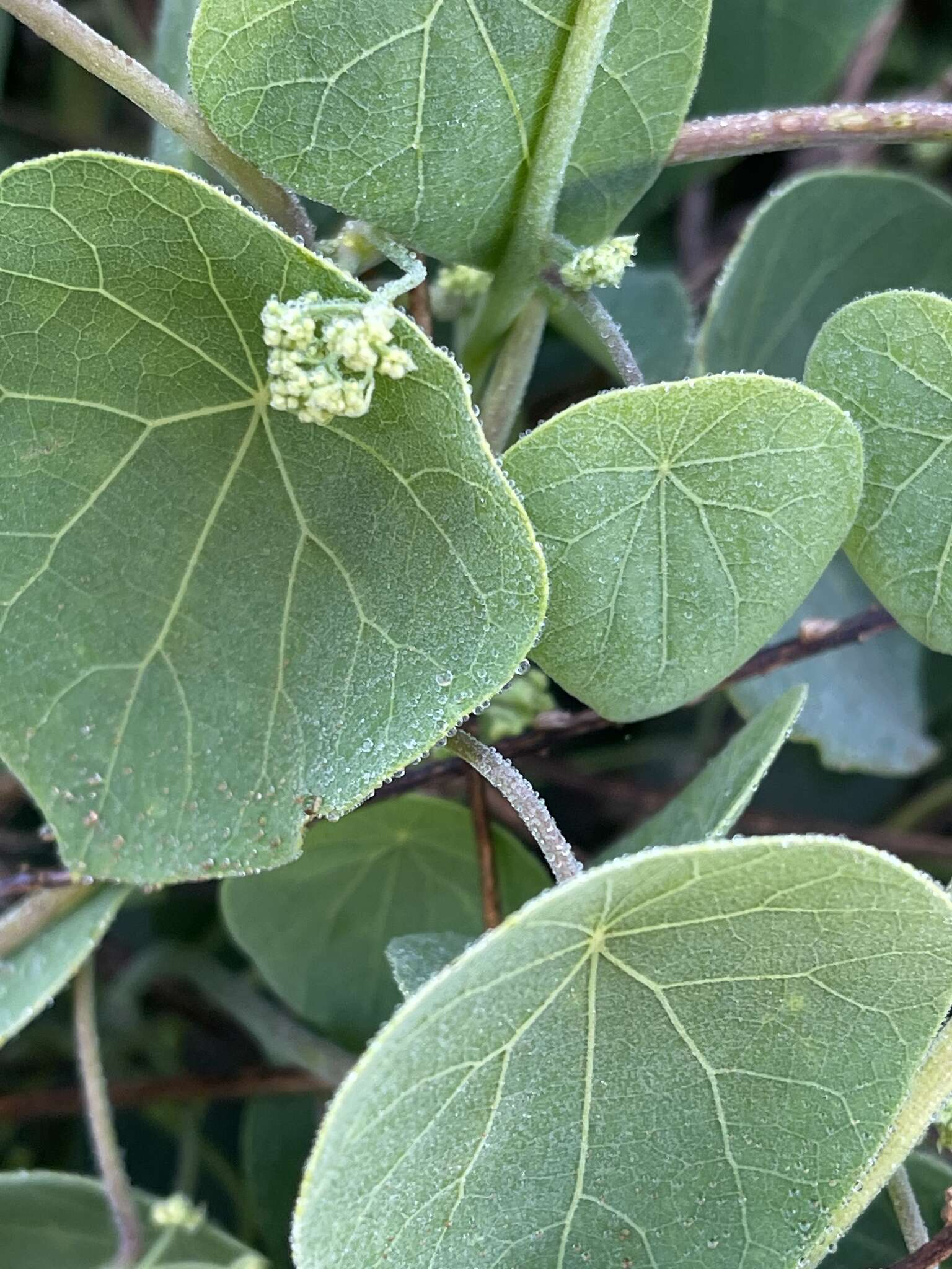 Image de Stephania abyssinica var. tomentella (Oliv.) Diels