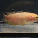 Image of Ocellated labyrinth fish