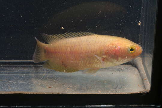 Image of Ocellated labyrinth fish