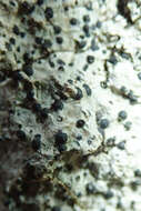 Image de Acrocordia gemmata (Ach.) A. Massal.