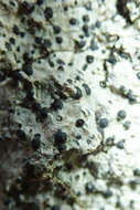 Image of acrocordia lichen