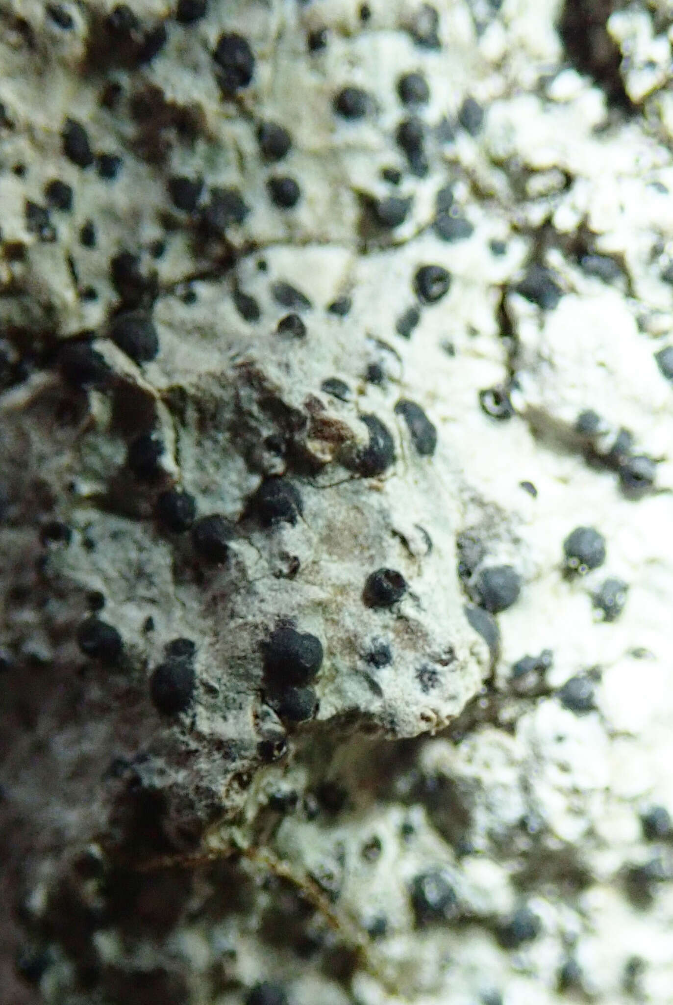 Image of acrocordia lichen