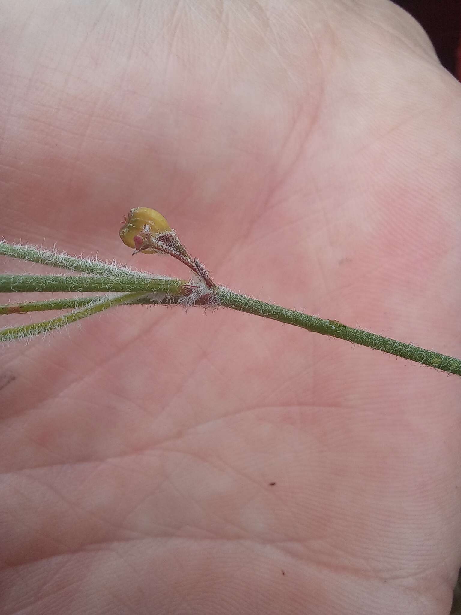 Image of Centella virgata (L. fil.) Drude