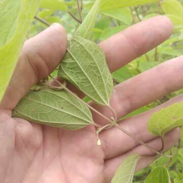 Image of Ageratina areolaris (DC.) D. Gage ex B. L. Turner