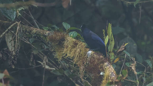 Plancia ëd Cyanolyca pulchra (Lawrence 1876)