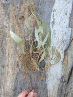 Image of Blakely's Red Gum