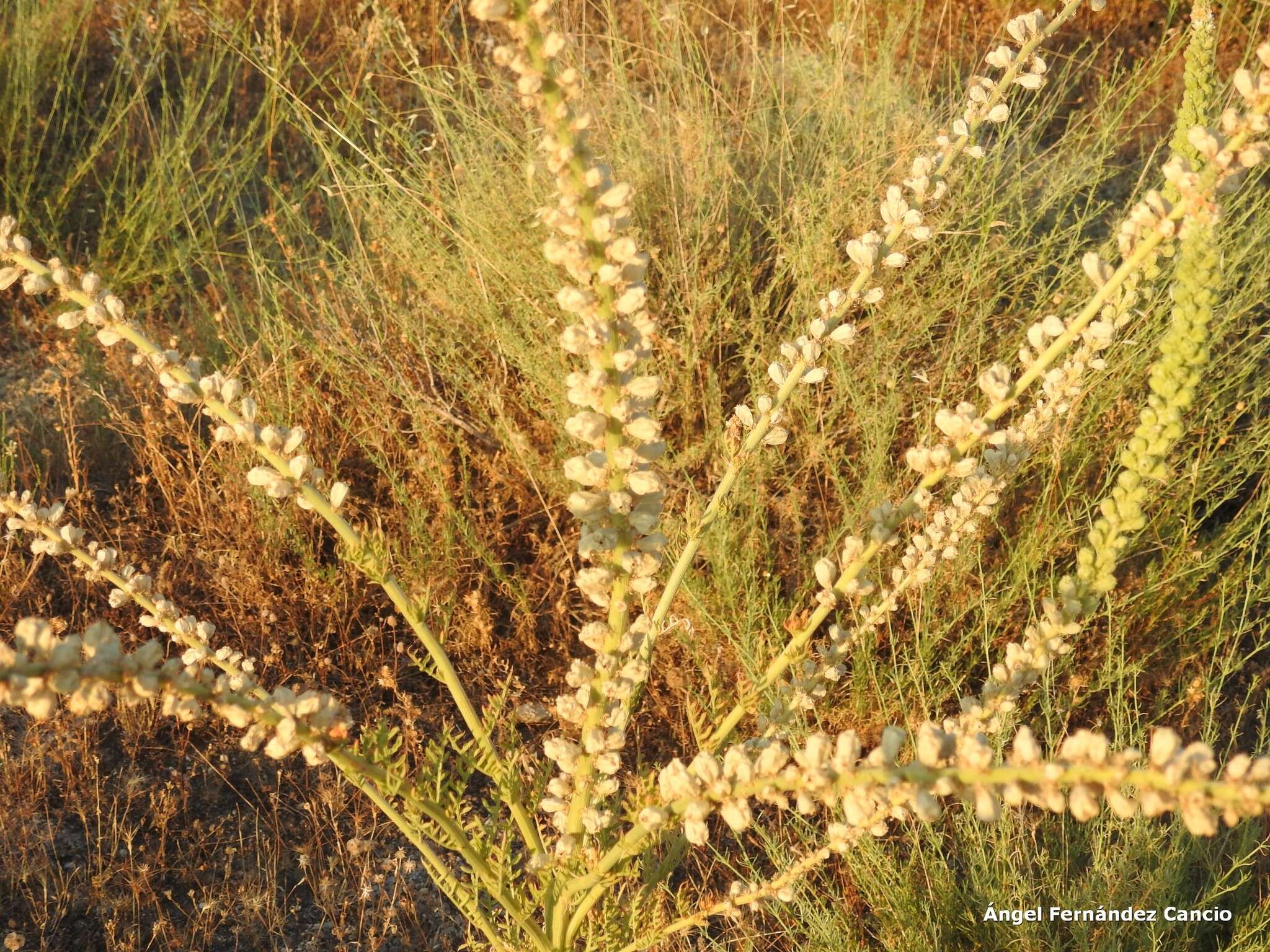 Image of Reseda suffruticosa Loefl.