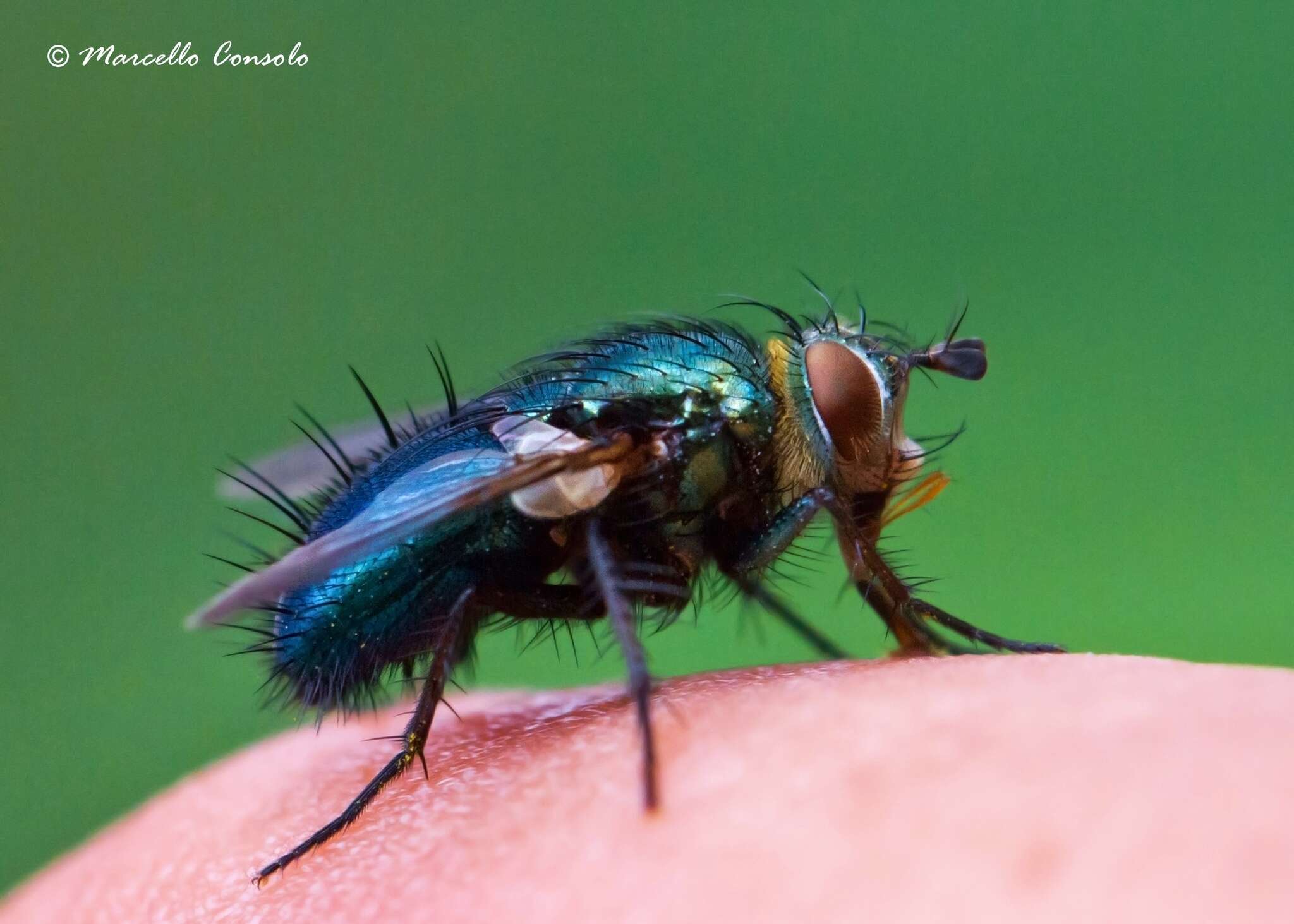 Image of Chrysosomopsis aurata (Fallén 1820)