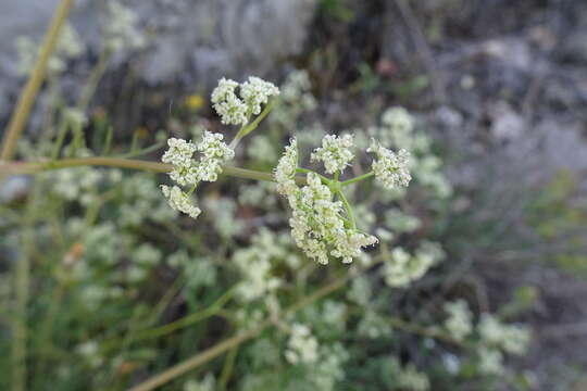 Image of Trinia glauca subsp. glauca