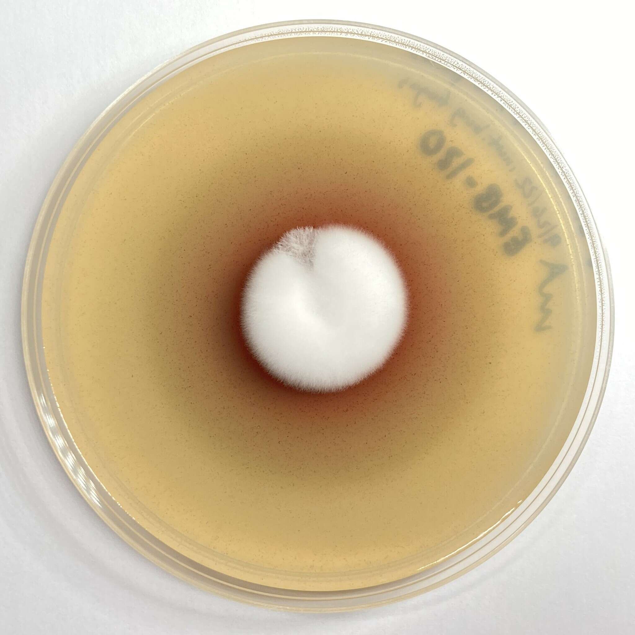 Image of Lecanicillium saksenae (Kushwaha) Kurihara & Sukarno 2009