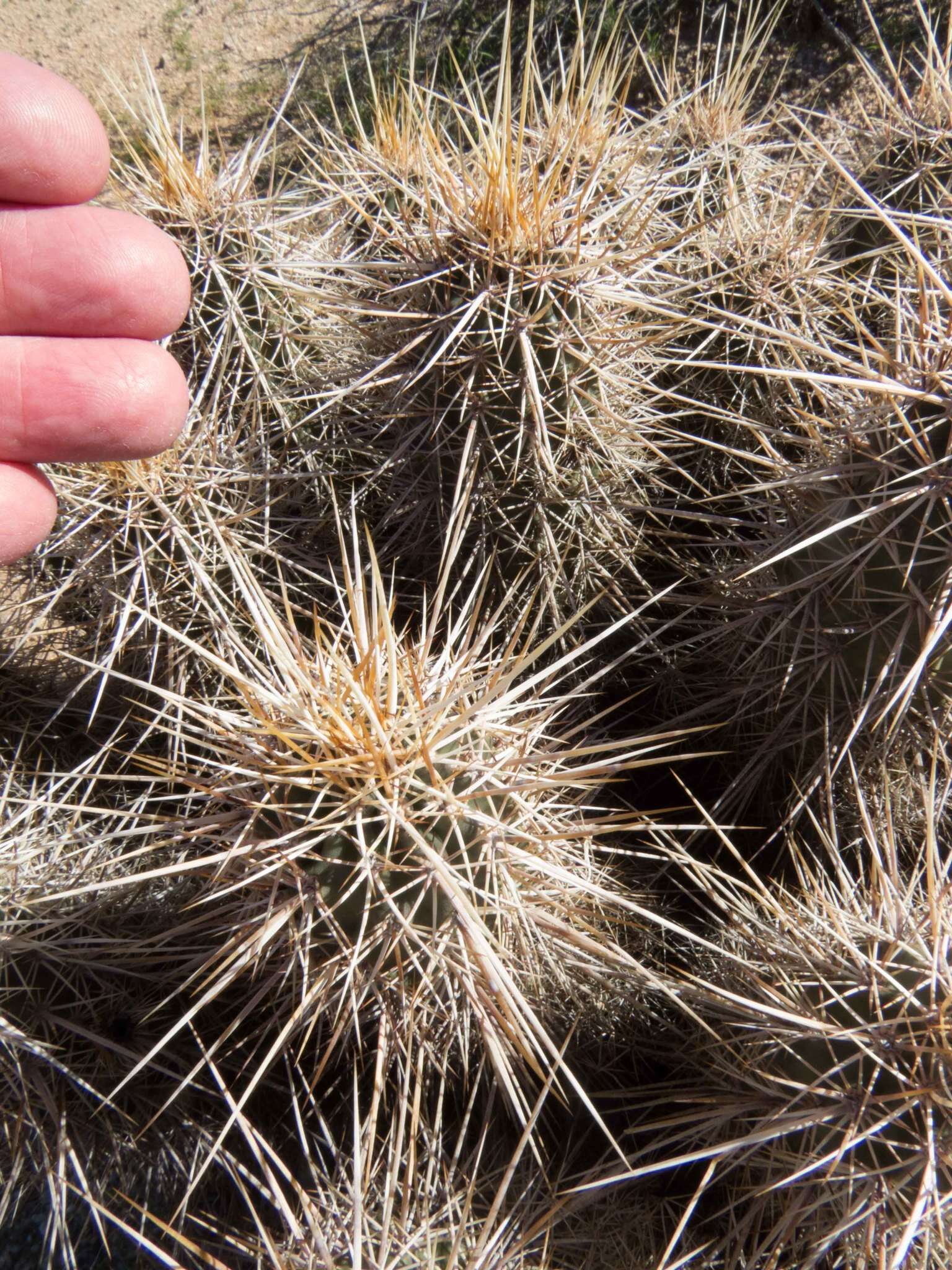 Image of Engelmann's hedgehog cactus