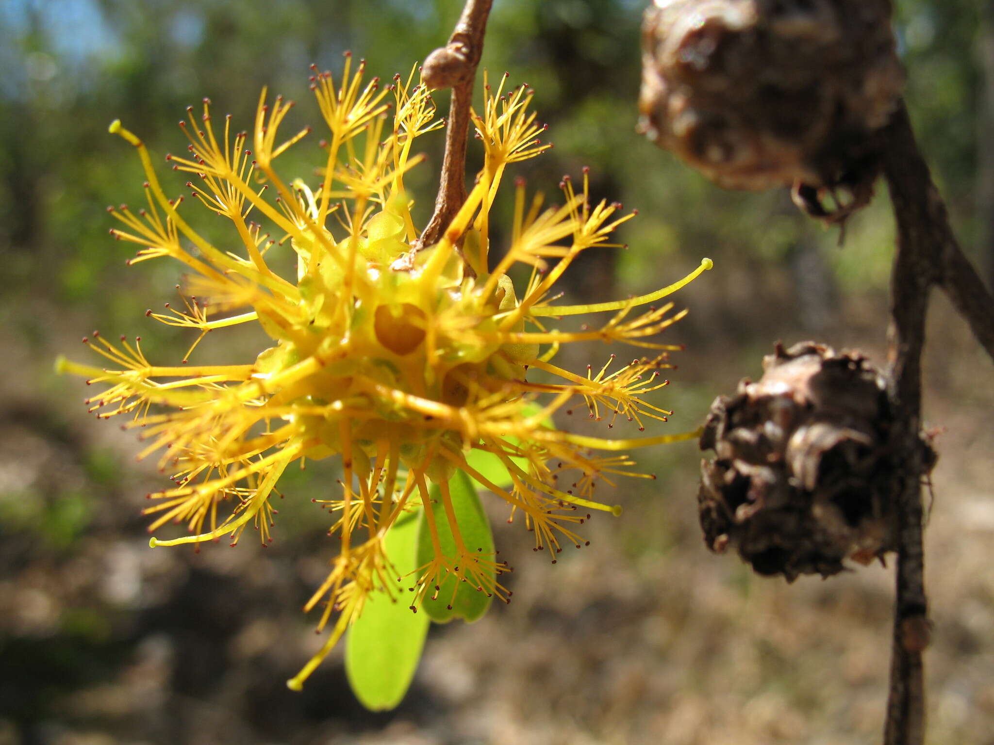 Image de Asteromyrtus symphyocarpa (F. Müll.) L. A. Craven