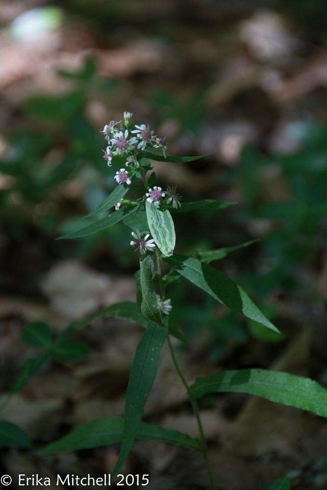 Image of <i>Symphyotrichum <i>lateriflorum</i></i> var. lateriflorum