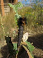 Слика од Borocera madagascariensis Boisduval 1833