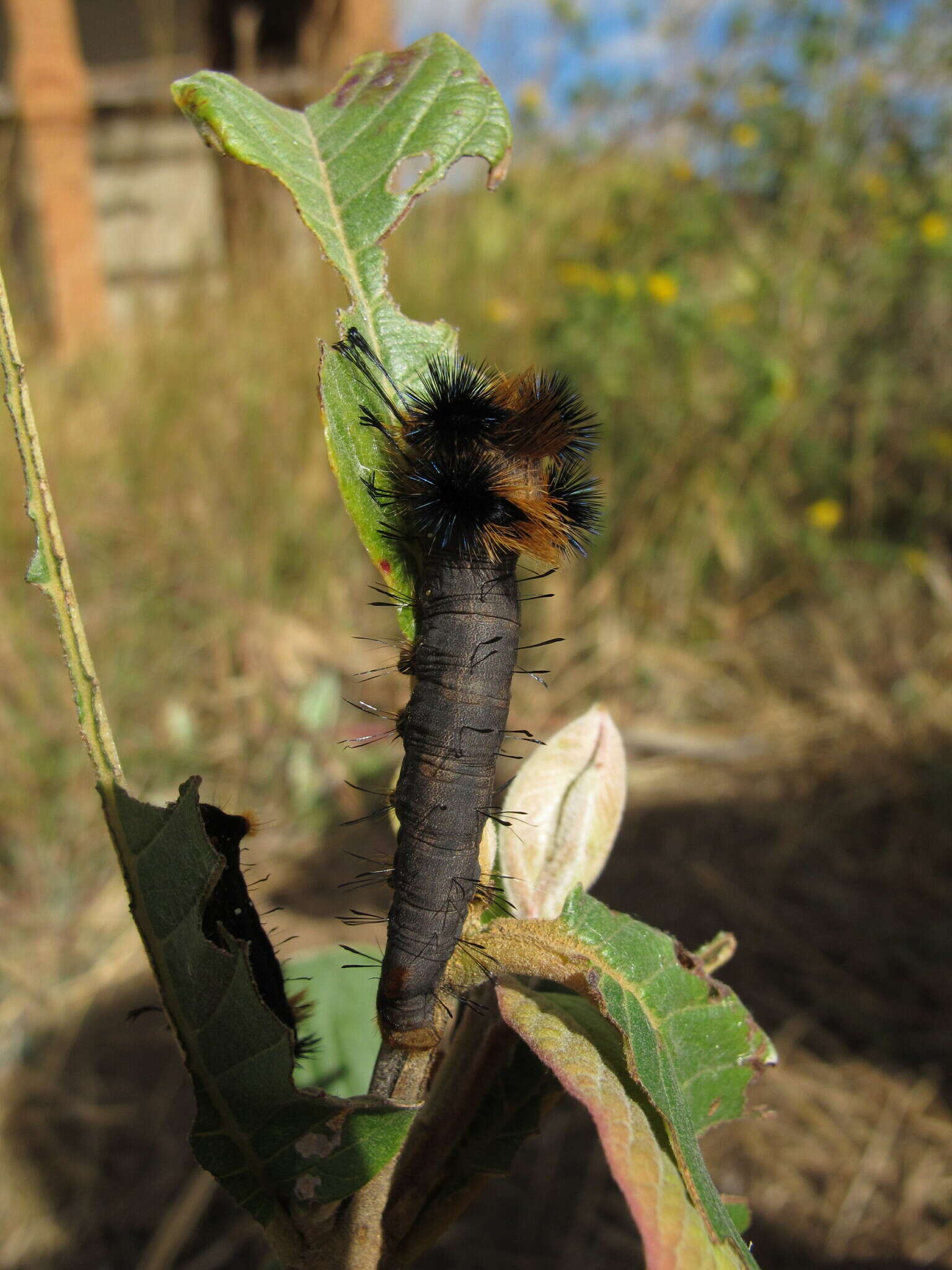 Слика од Borocera madagascariensis Boisduval 1833