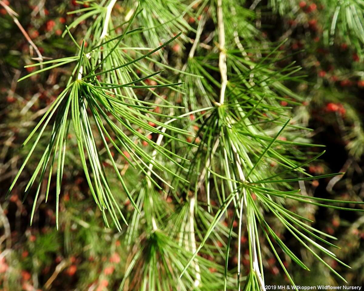 Image of Cluster-leaf asparagus