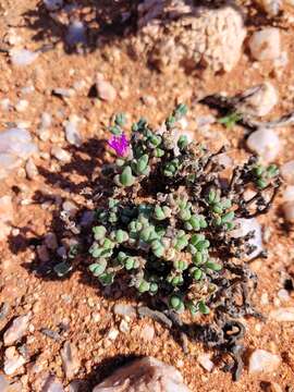 Image of Antimima papillata (L. Bol.) H. E. K. Hartmann