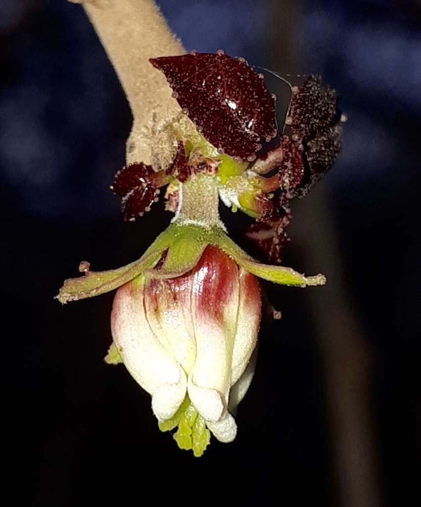 Image of Jatropha cordata (Ortega) Müll. Arg.