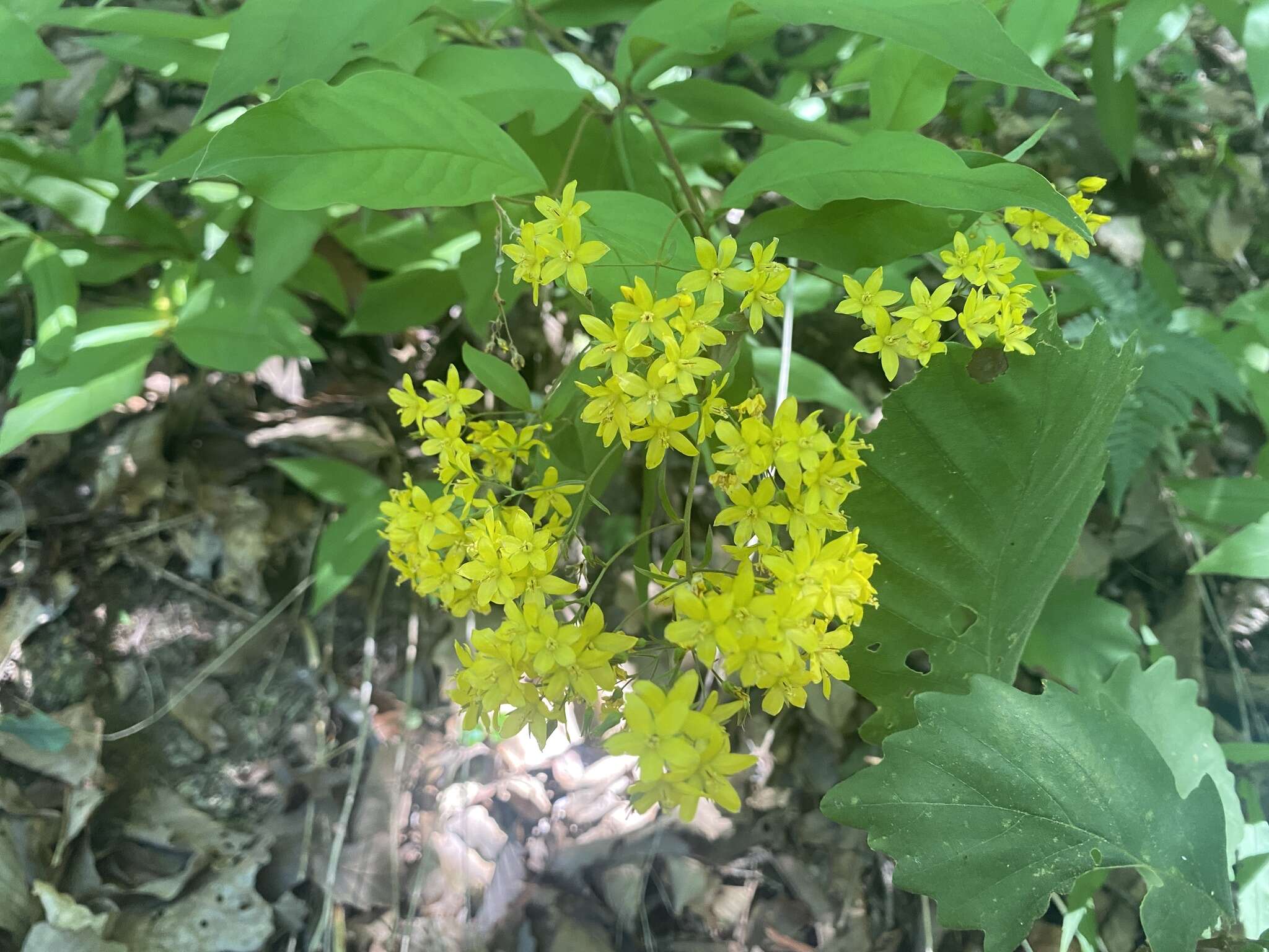 Lysimachia fraseri Duby resmi