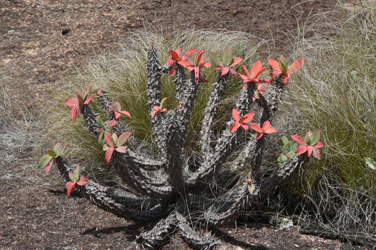 Sivun Euphorbia duranii Ursch & Leandri kuva