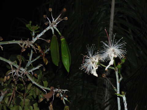 Imagem de Pseudobombax grandiflorum (Cav.) A. Robyns