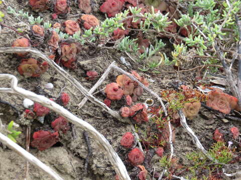 Image of Crassula orbicularis L.