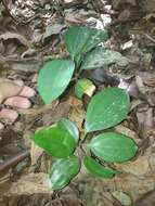 صورة Cinnamomum rigidissimum H. T. Chang