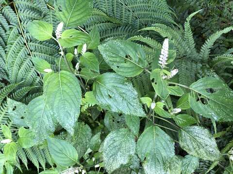 Image of Collinsonia macrobracteata (Masam.) Harley