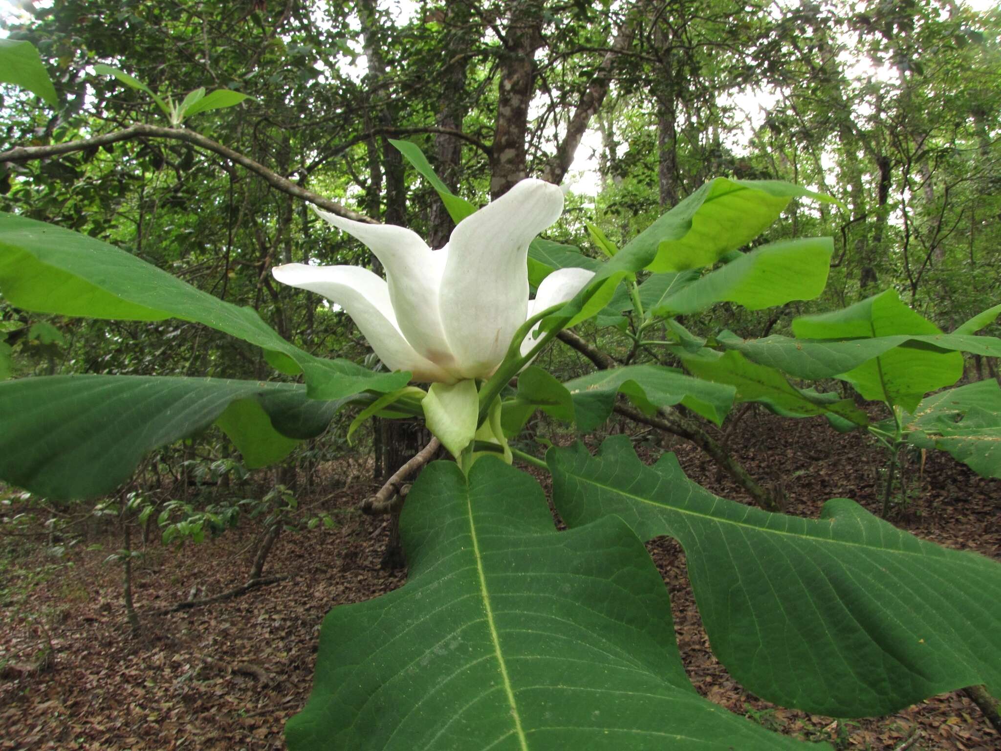 Image of Ashe's Magnolia